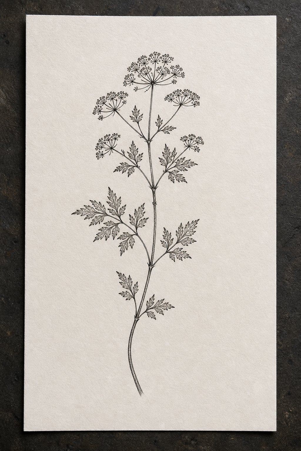 Poison hemlock fine line sprig goth flash tattoo